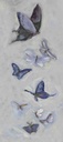 [BOEW2-16X36G] Butterfly Migration- East Wind (16x36, Gold)